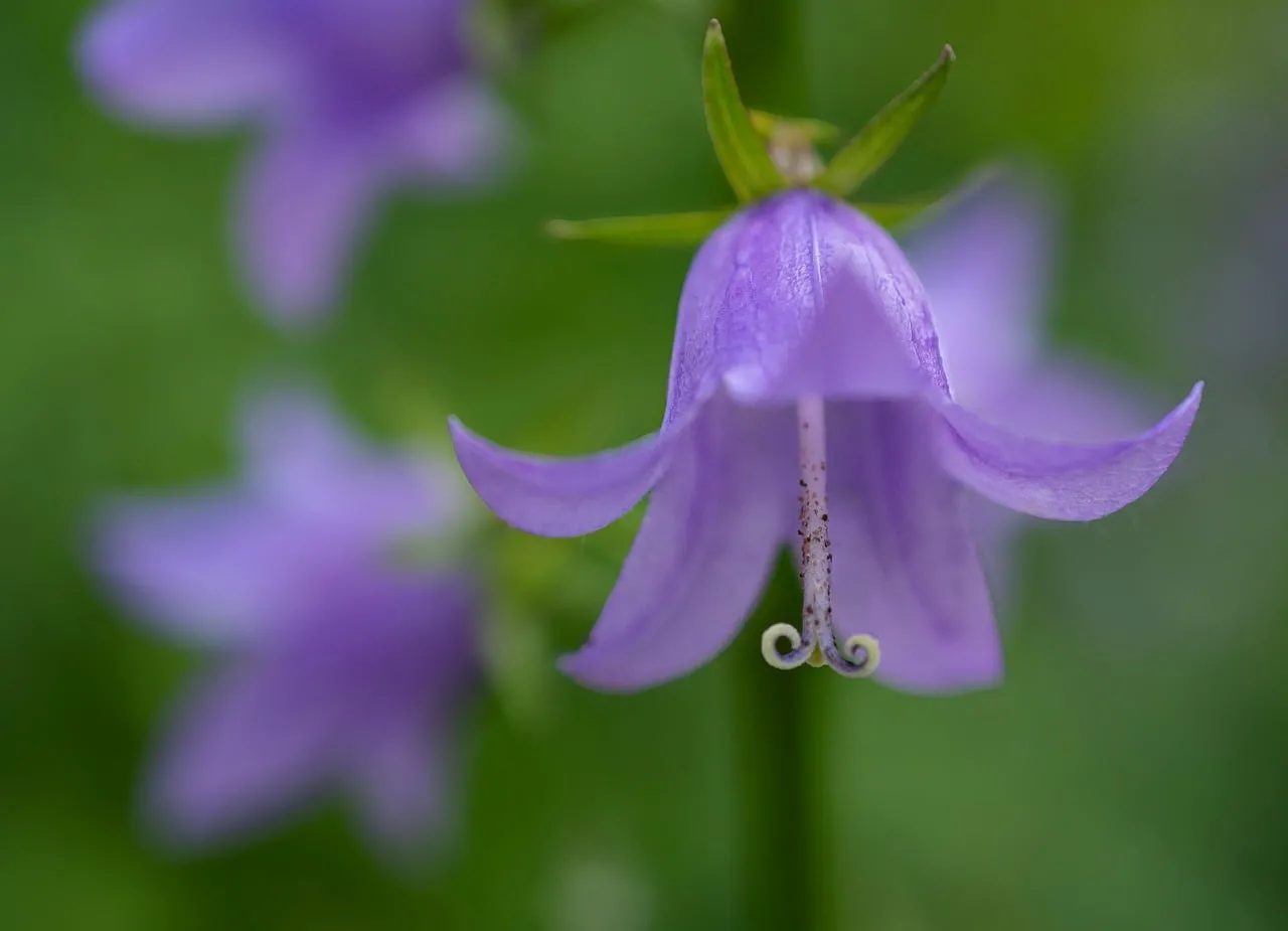 Vibrant Purple Bellflower: A Macro Spring Delight