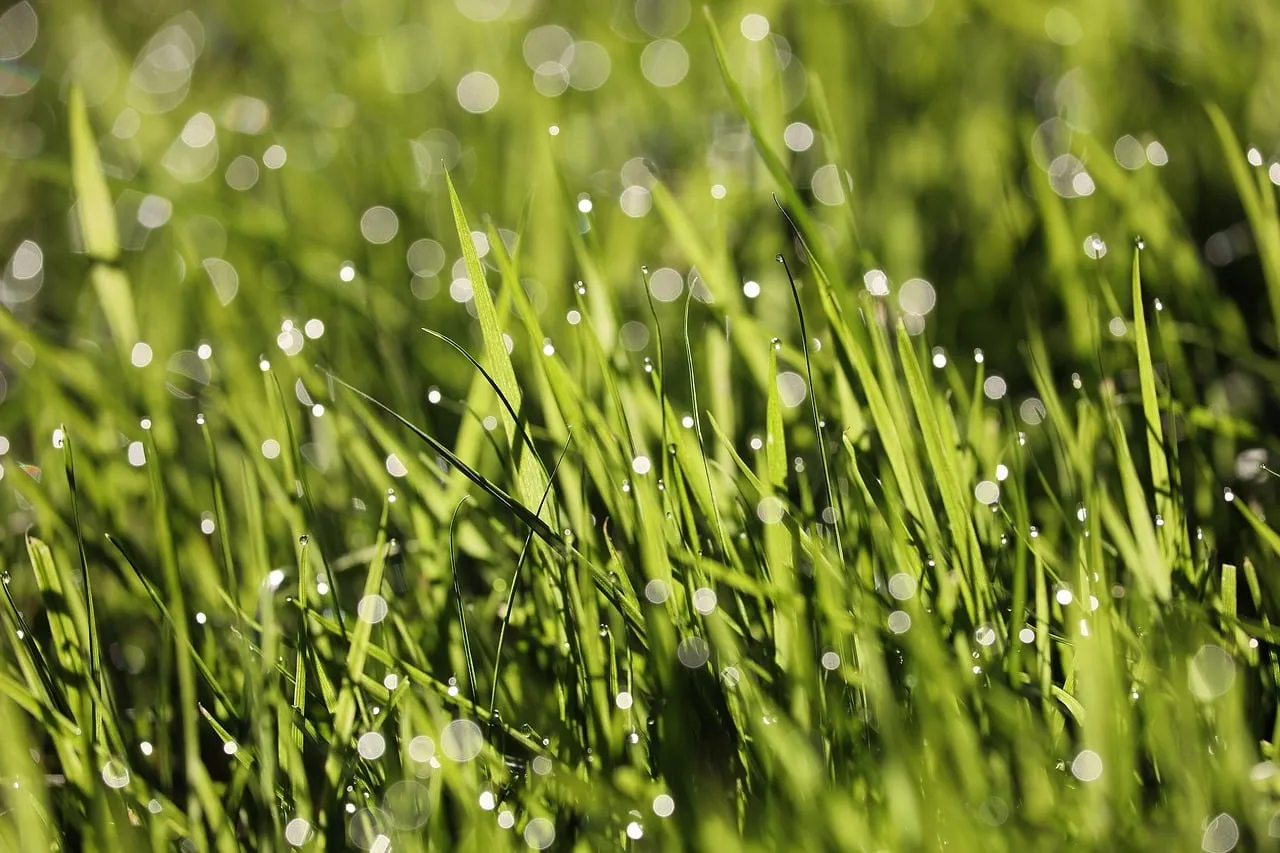 Vibrant Dew-Kissed Grass: Nature's Refreshing Morning Glow