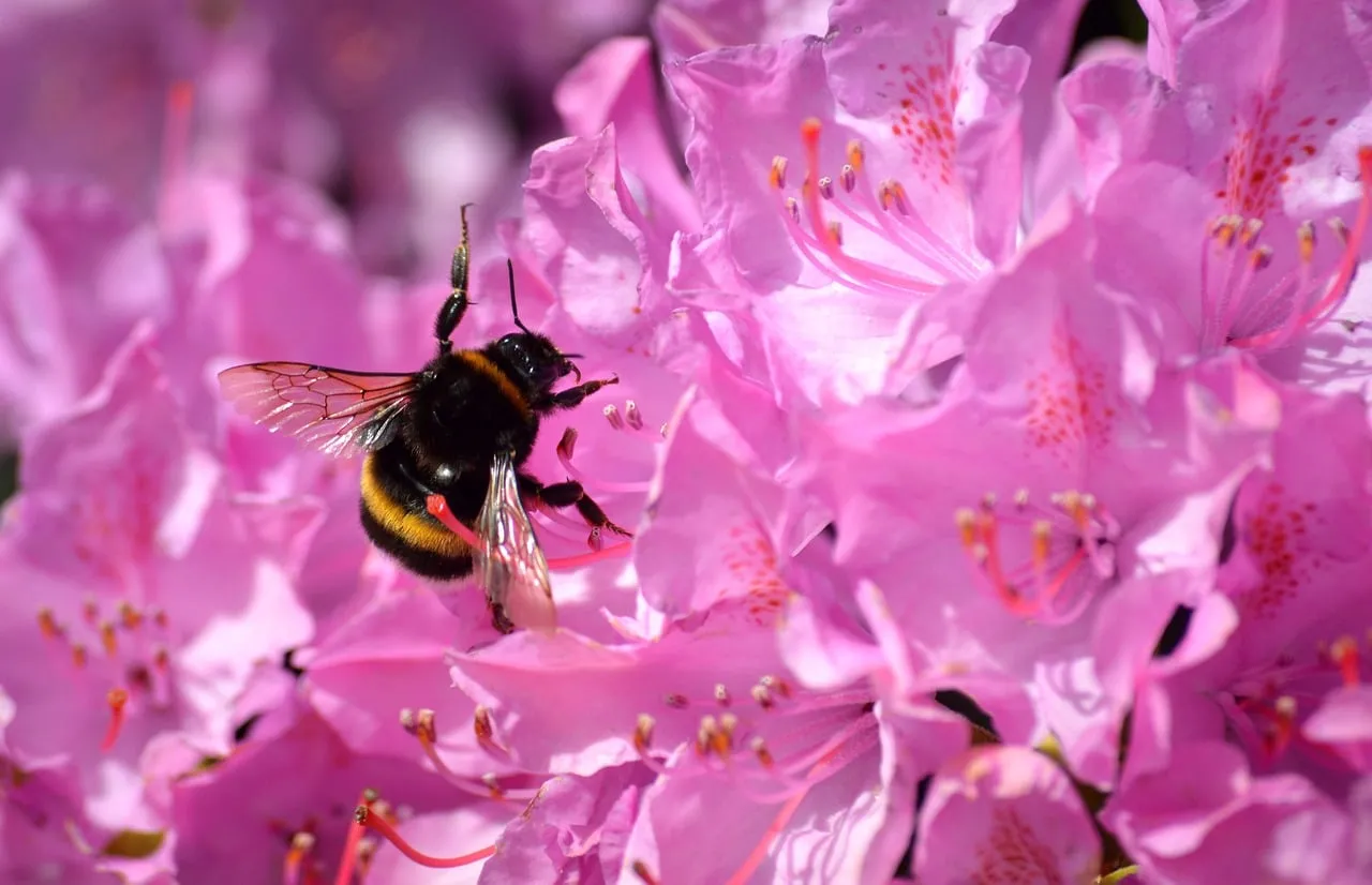 Vibrant Bumblebee Foraging on Pink Rhododendron Blossom