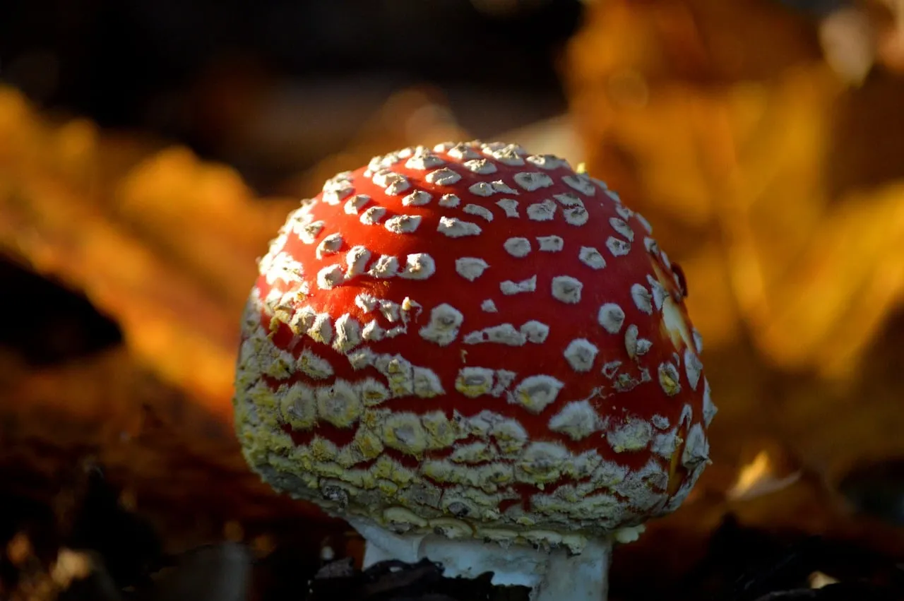 Vivid Fly Agaric: A Captivating Autumn Woodland Gem