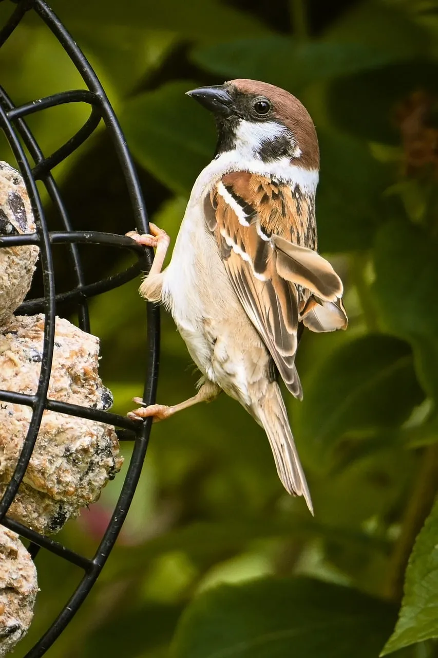 Charming Sparrow Delights at a Backyard Bird Feeder