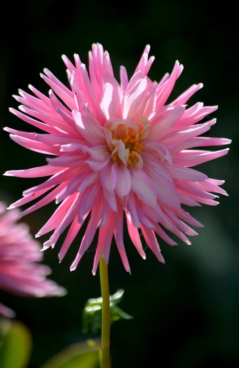 Radiant Pink Cactus Dahlia in Summer Garden