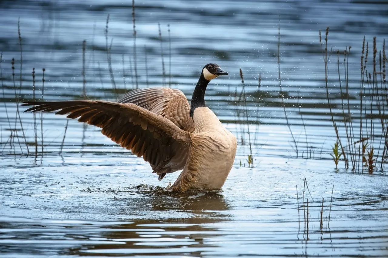 Majestic Canada Goose: Wings Spread in Golden Sunset Bathe