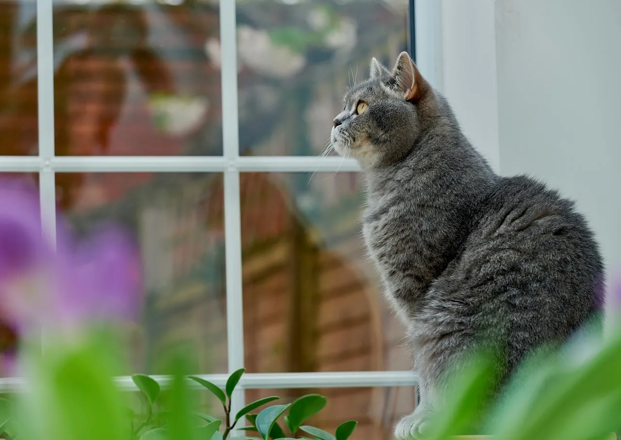 Charming Gray British Shorthair Gazing Outdoors