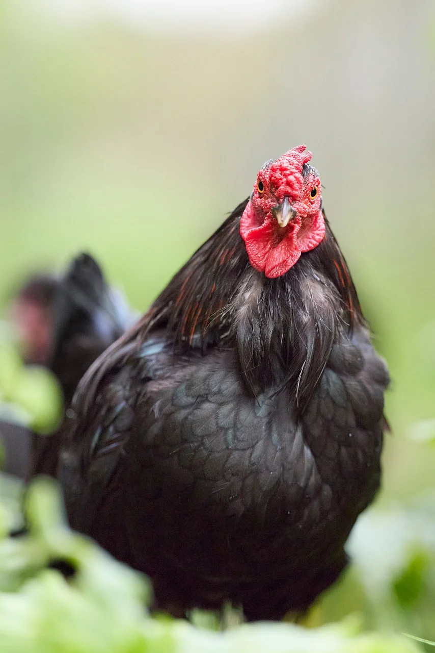Striking Black Rooster with Vibrant Red Comb in Nature