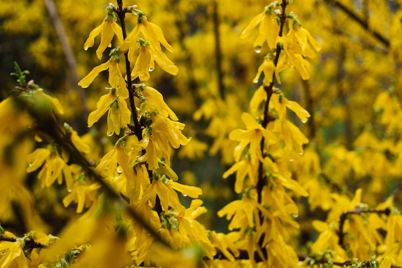 Vibrant Yellow Forsythia Blooms with Sparkling Raindrops