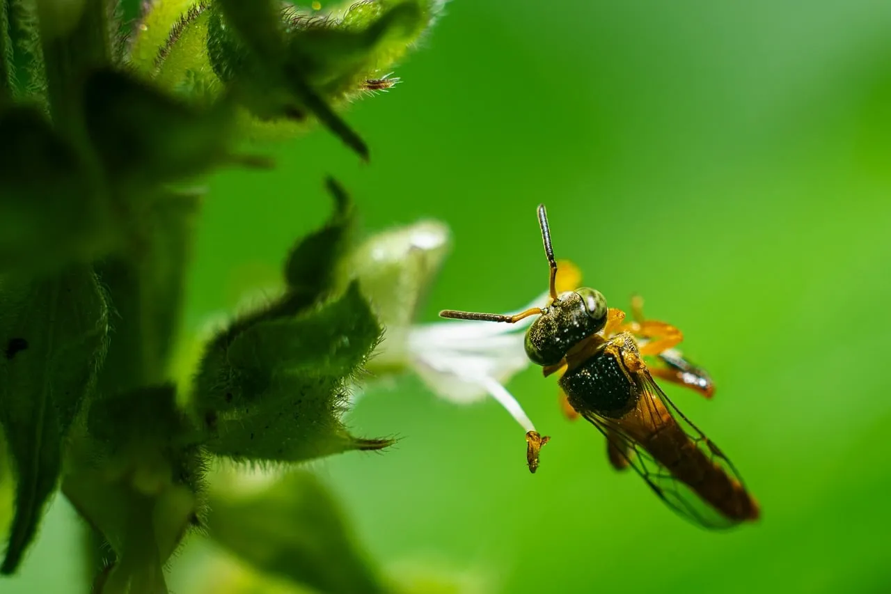 Macro Marvel: Tiny Bee Pollinating Delicate White Flower