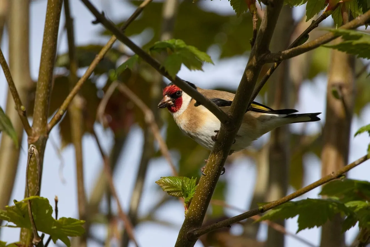 Vibrant Goldfinch Perched in Lush Spring Foliage