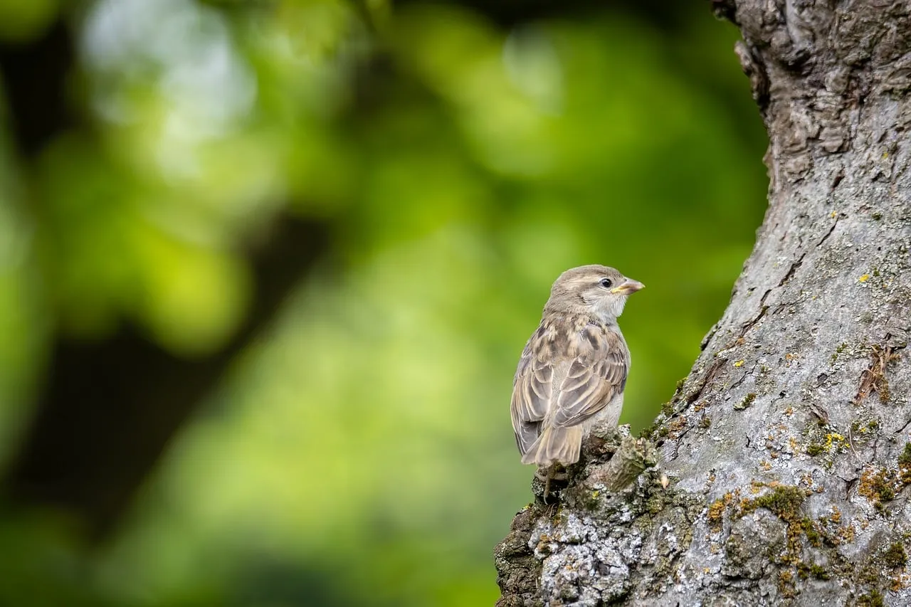 Serene Sparrow: Nature's Hidden Gem on a Verdant Tree