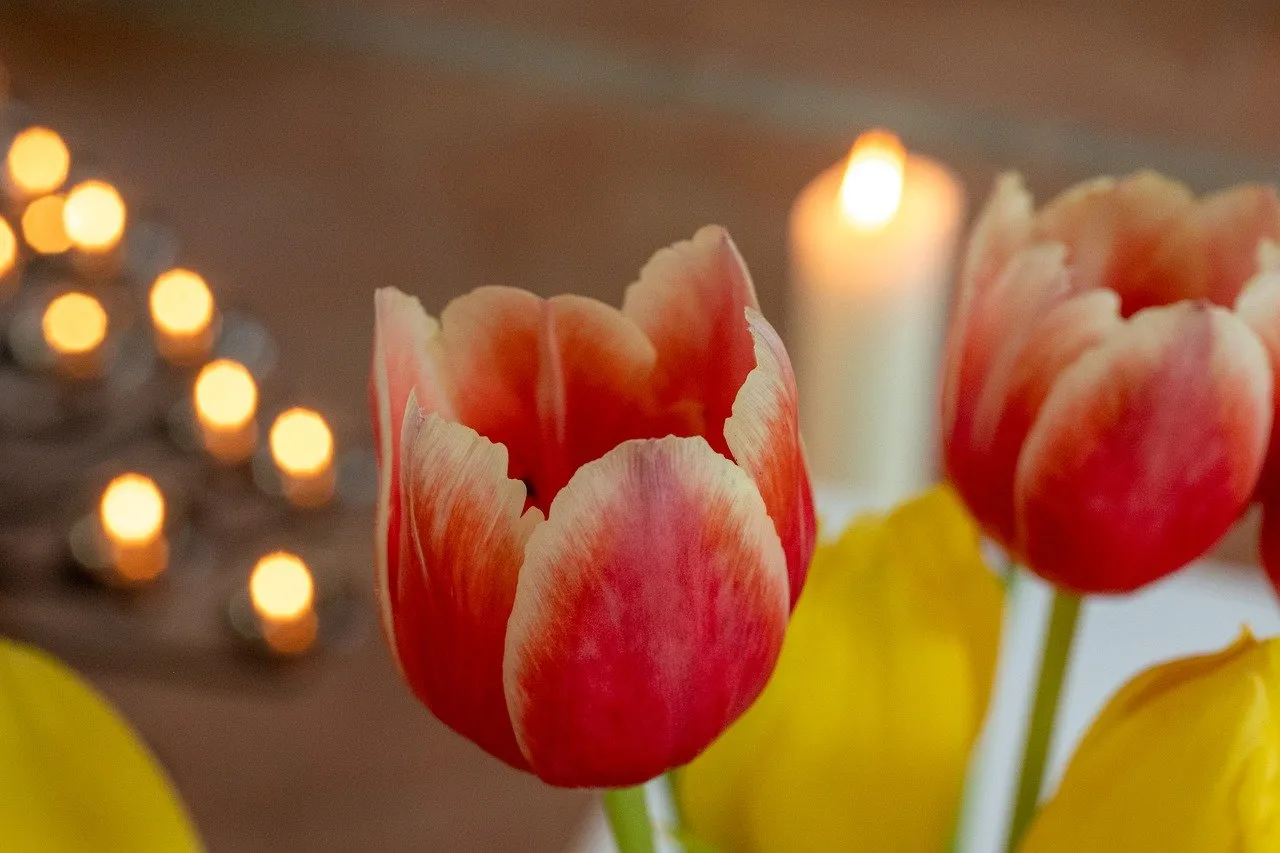 Vibrant Tulips & Candlelight: Serene Floral Beauty