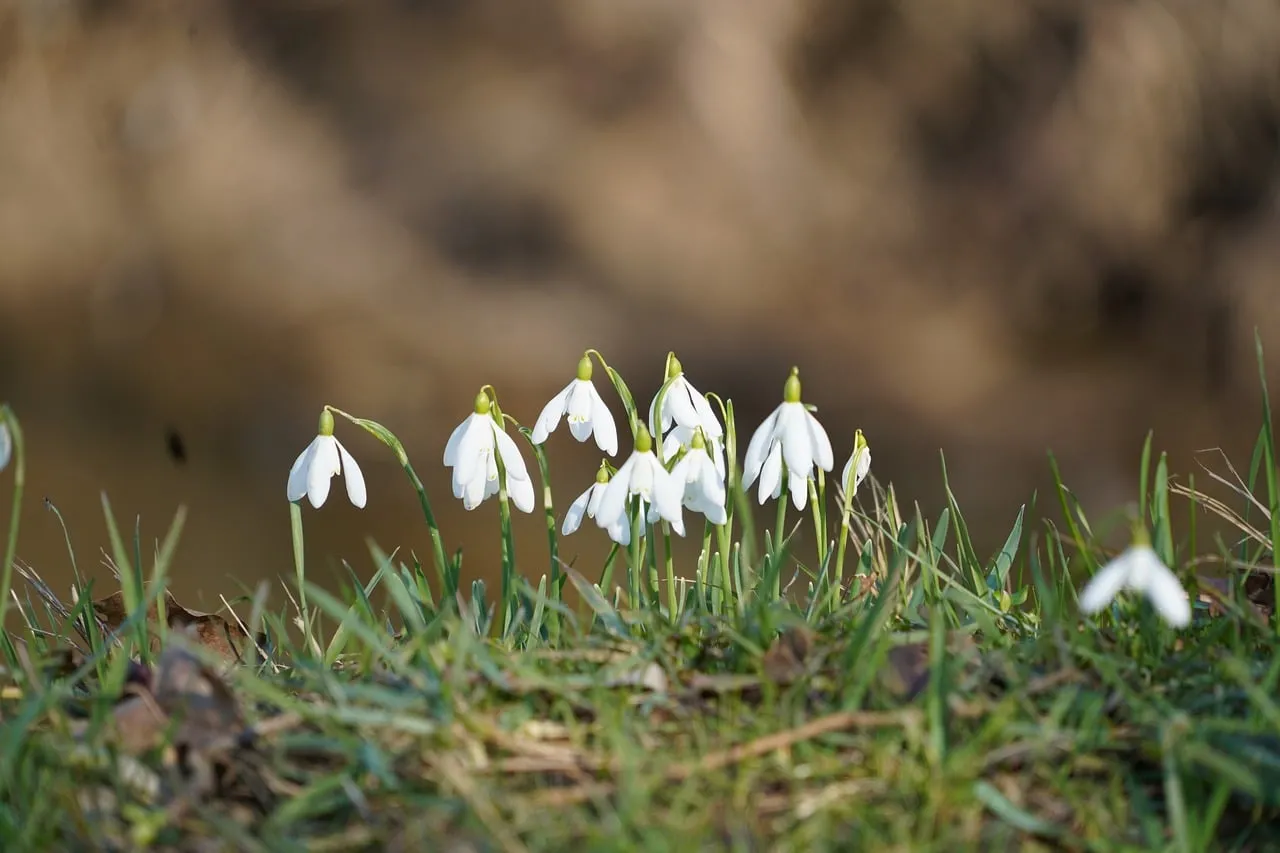 Pure Snowdrop Blooms: Winter's Delicate First Kiss