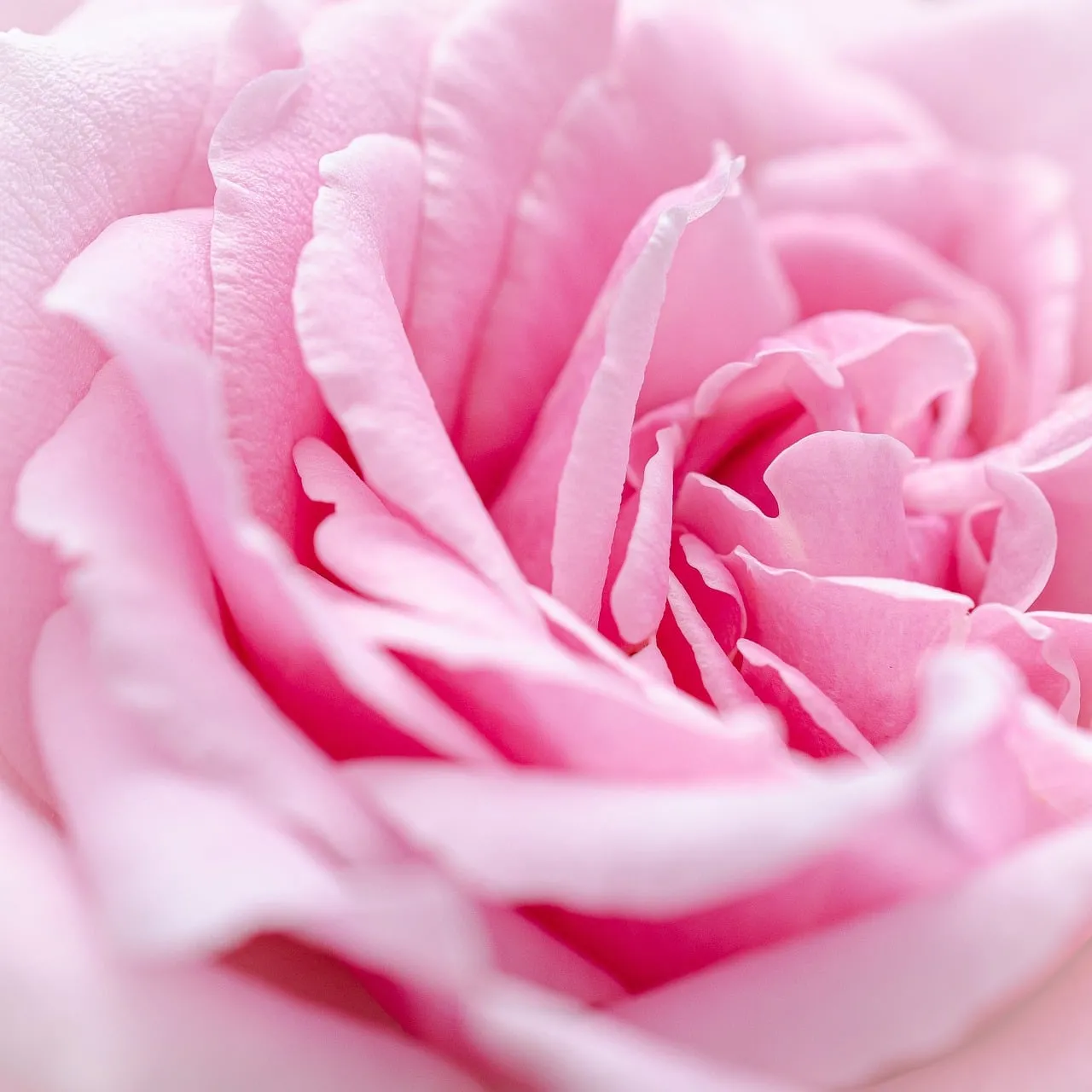 Delicate Pink Rose Petals: A Soft Floral Dream