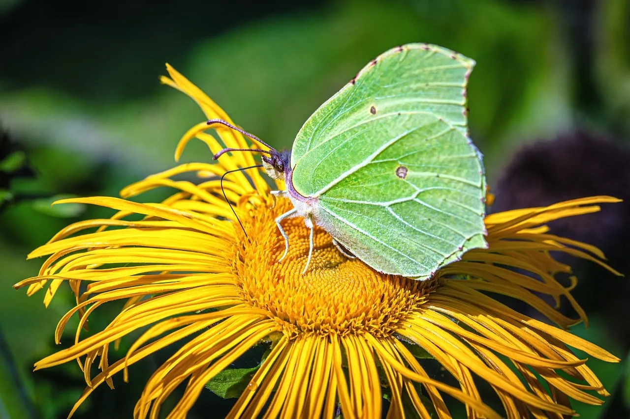 Vibrant Summer: Lemon Butterfly on Golden Flower Bloom