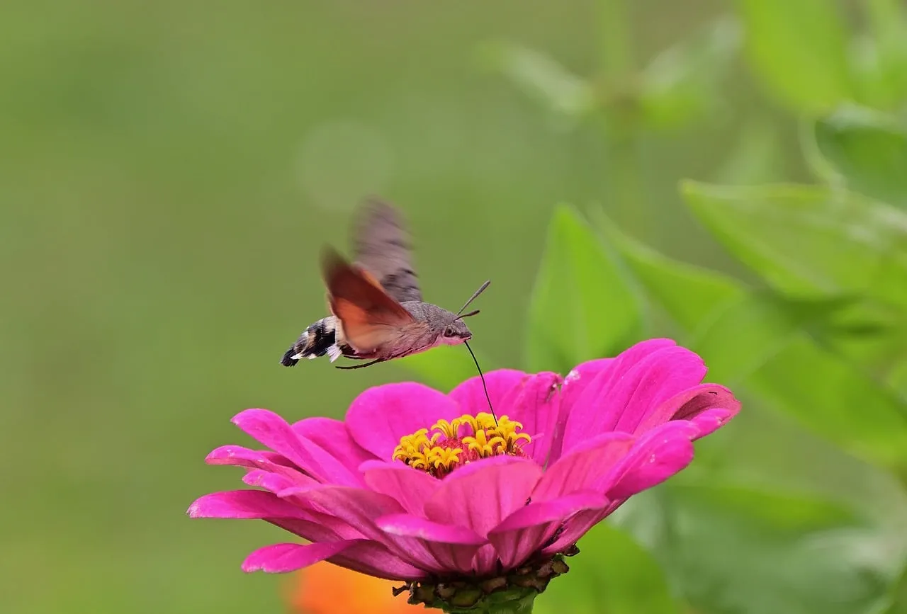 Hummingbird Moth's Delicate Dance on a Vibrant Zinnia Blossom