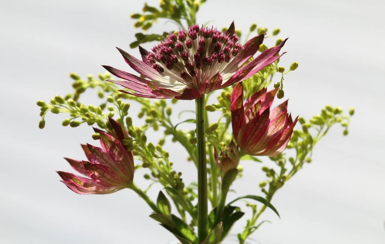 Exquisite Masterwort Bloom: Nature's Pink Petal Art