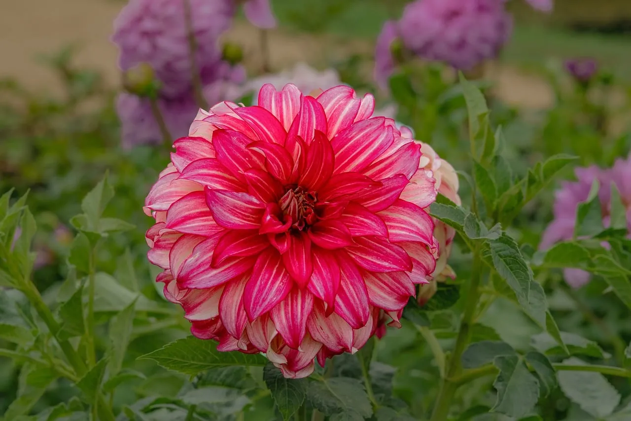 Vibrant Pink Dahlia Bloom: Nature's Stunning Masterpiece