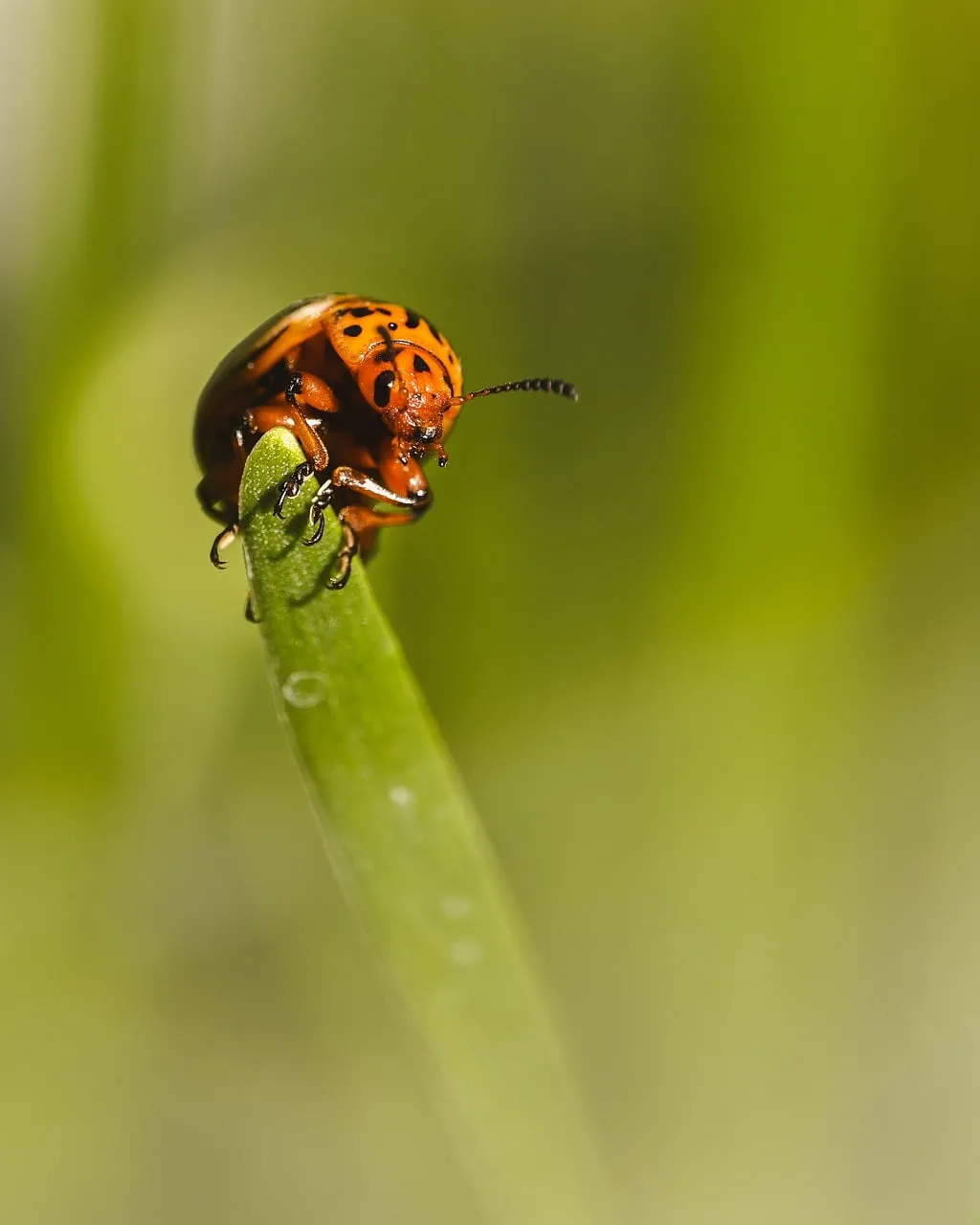 Vibrant Macro: Ladybug Perched on Fresh Green Leaf