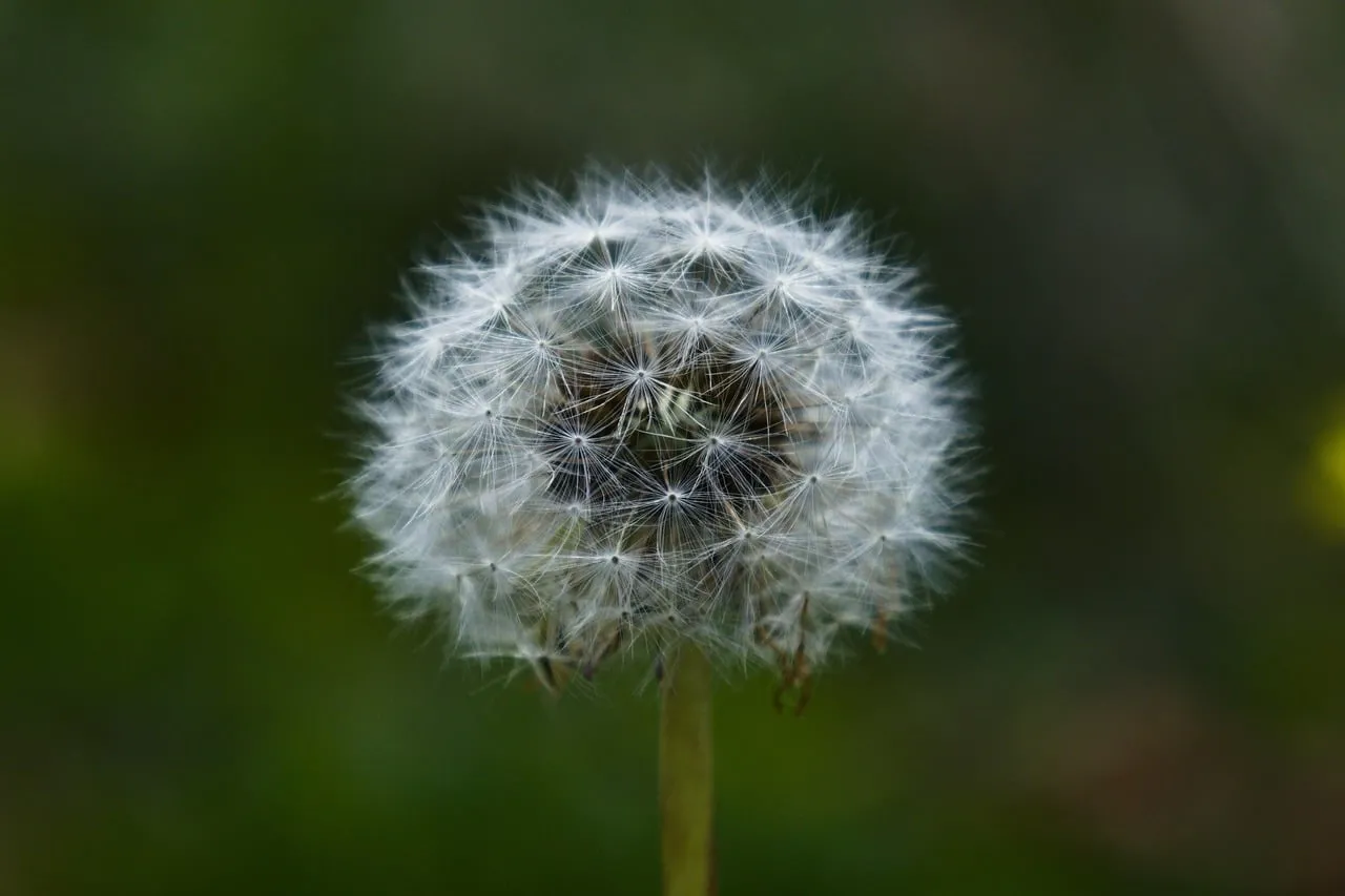 Enchanting Dandelion Seed Head: Nature's Delicate Design