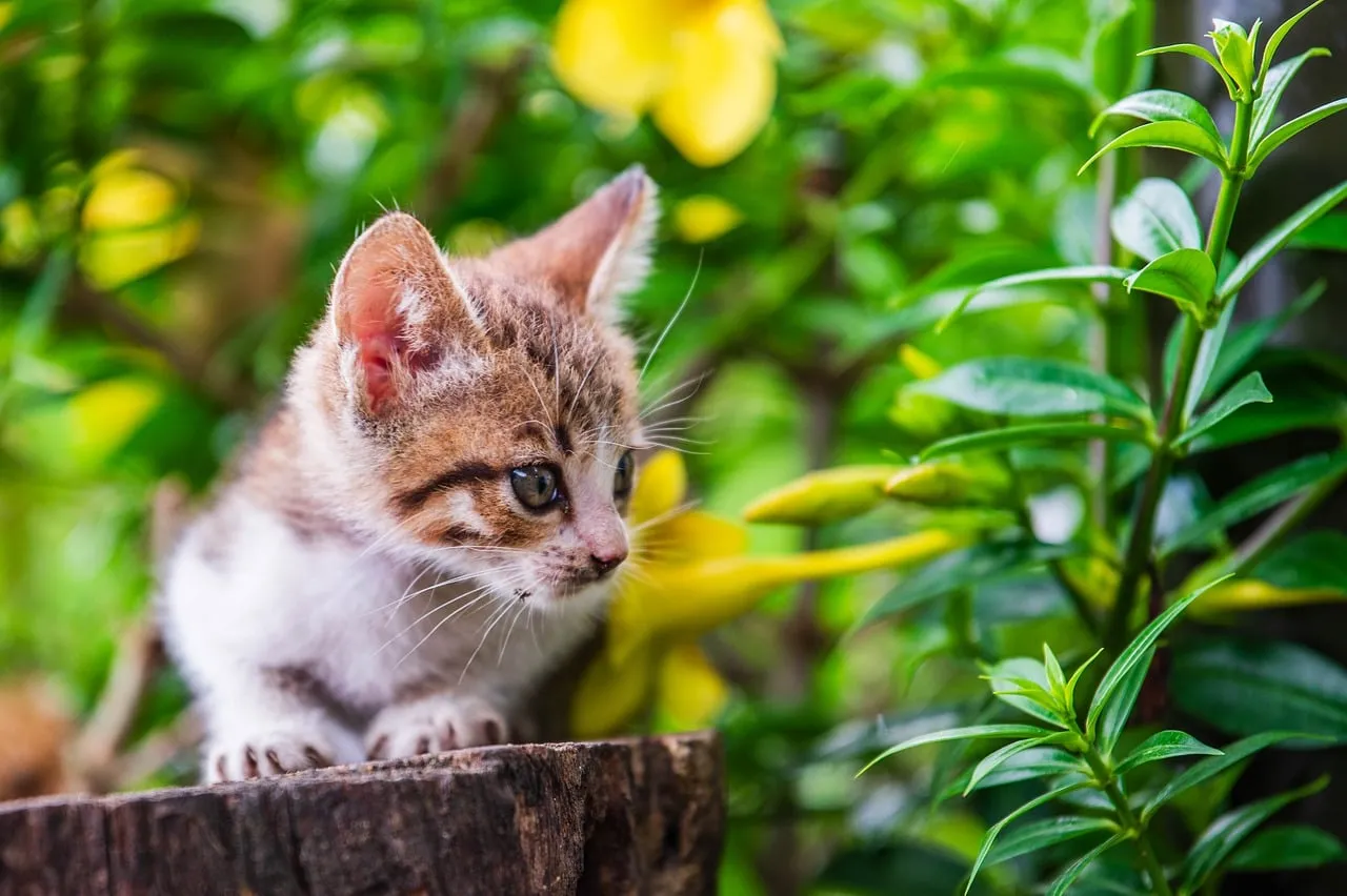 Adorable Tabby Kitten Exploring a Vibrant Garden