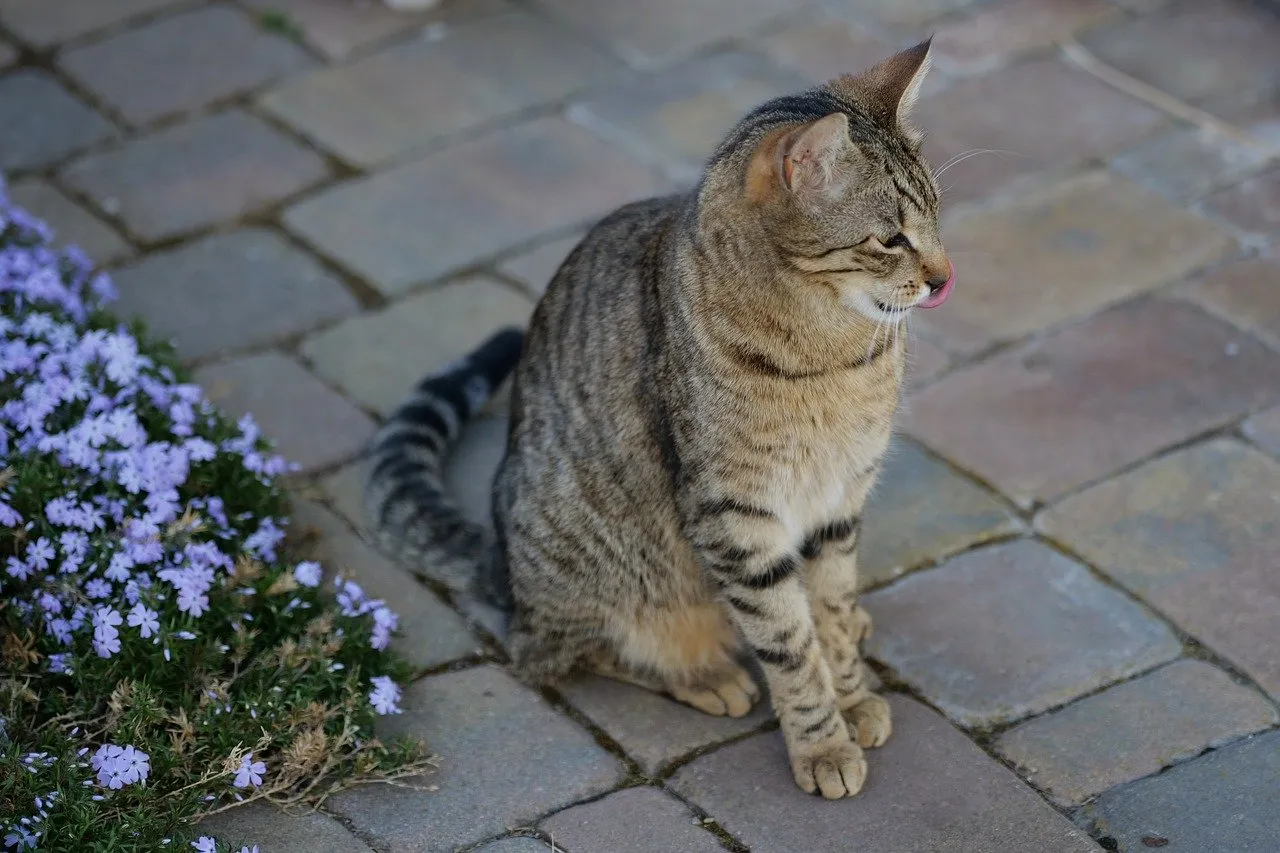 Charming Striped Cat Relaxing in a Vibrant Summer Garden