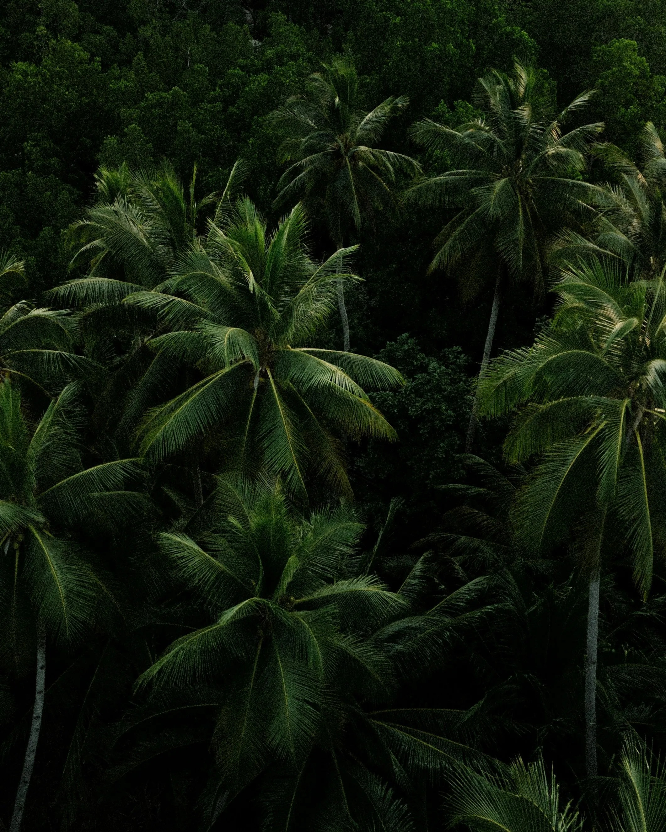 Verdant Paradise: Dense Tropical Forest Palm Trees