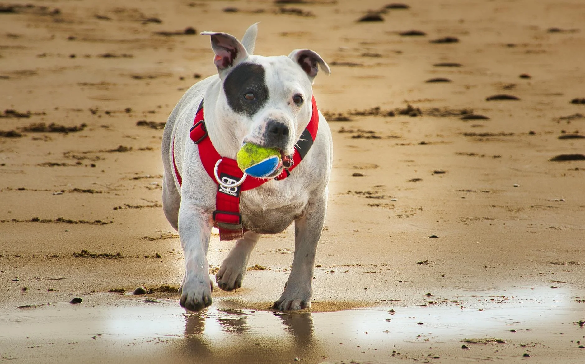 Joyful Staffordshire Bull Terrier Playing Fetch on the Beach
