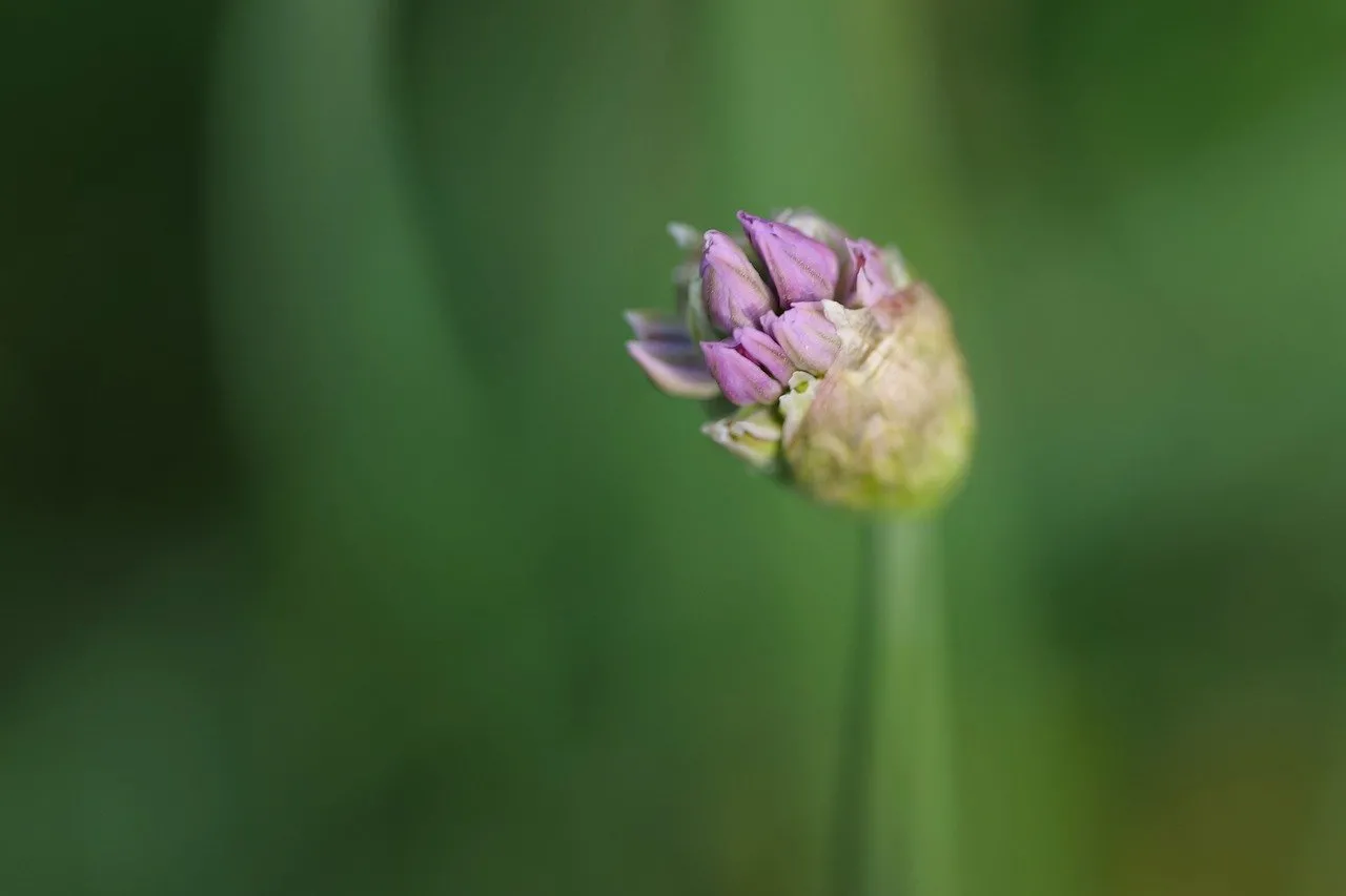 Vibrant Violet Chive Bud: A Macro Close-up of Nature's Awakening