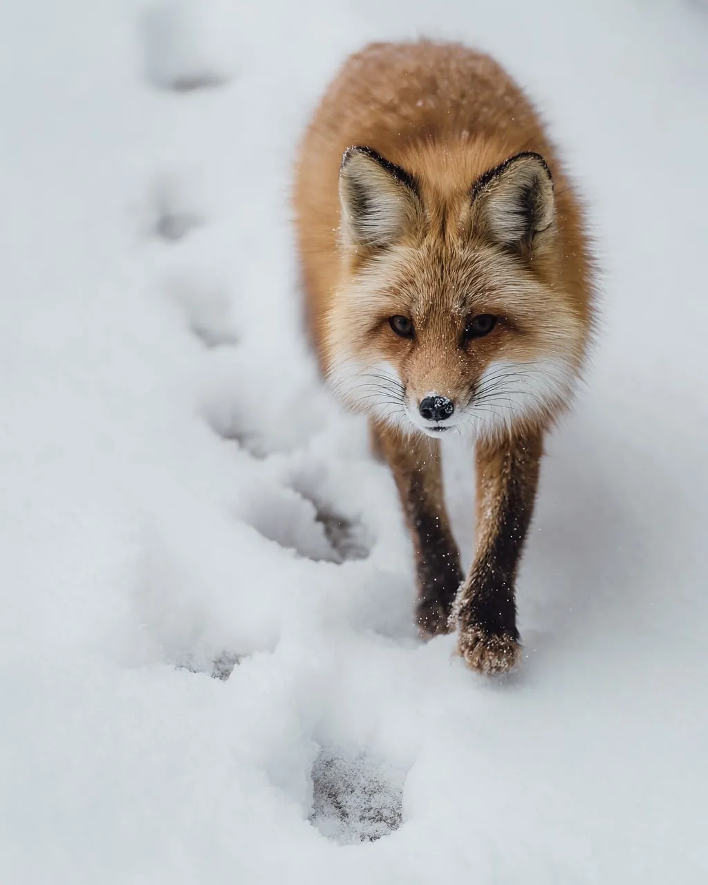 Stunning Red Fox: Majestic Predator in a Winter Wonderland