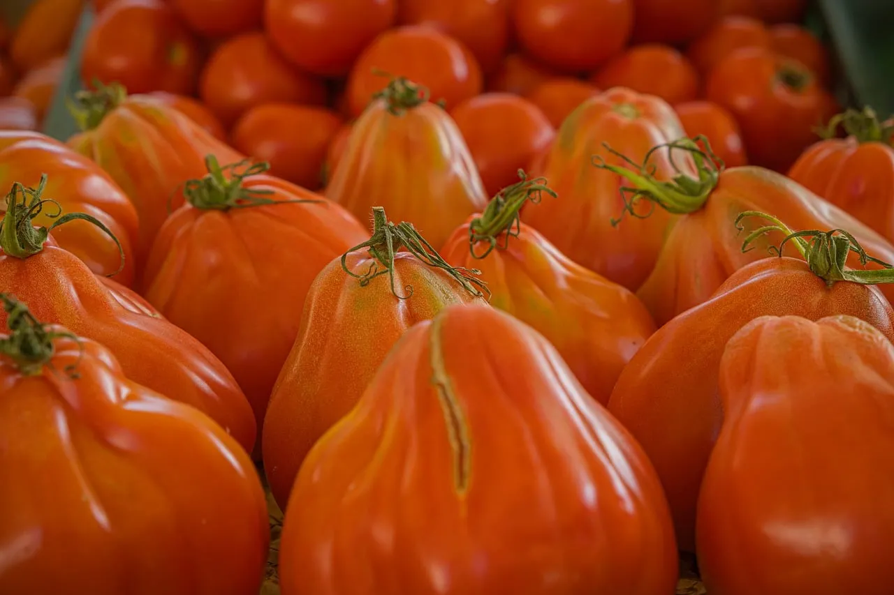 Vibrant Heart-Shaped Heirloom Tomatoes, Farm Fresh Goodness