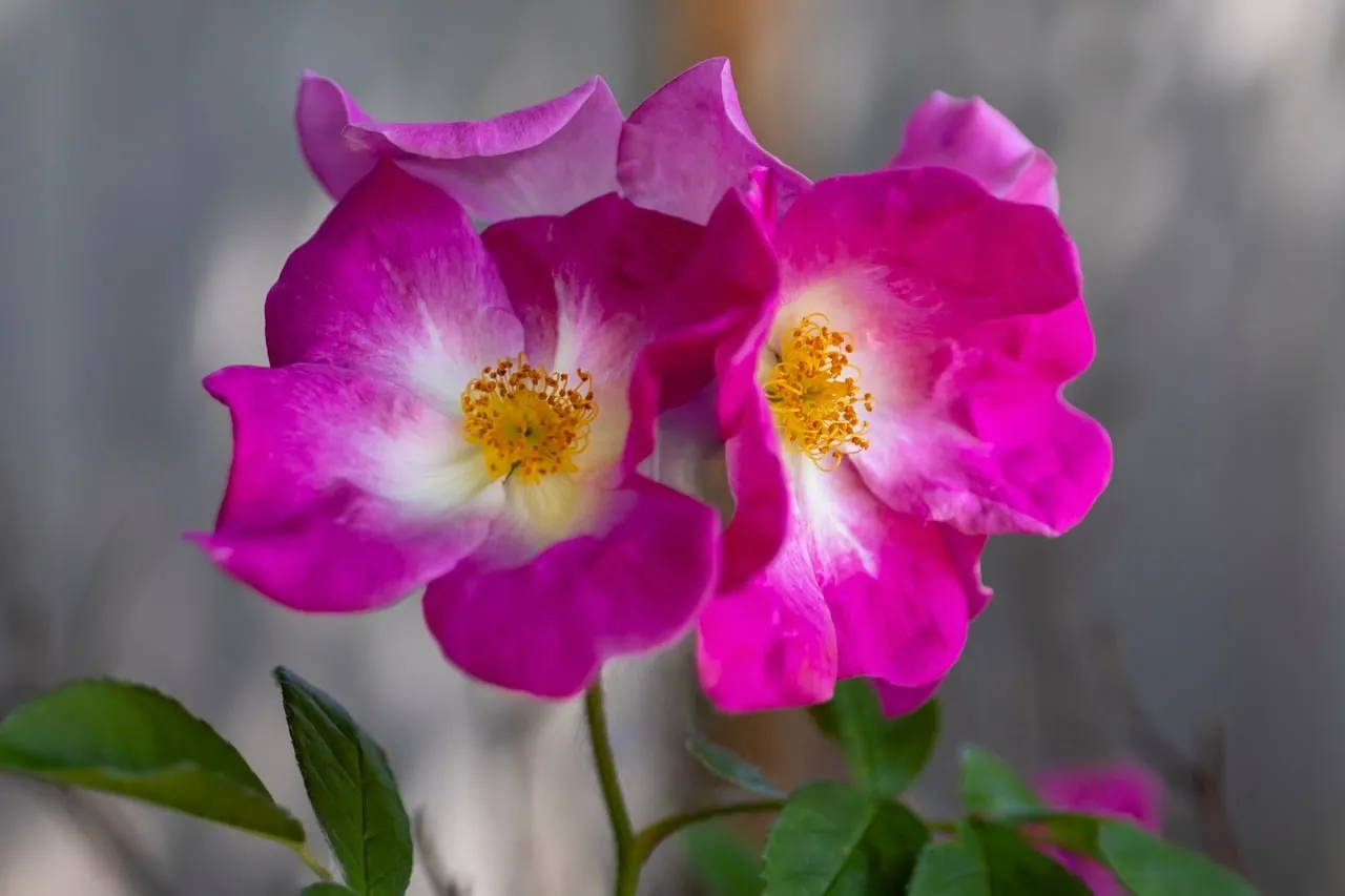 Vibrant Pink Wild Roses Blooming in Spring Garden