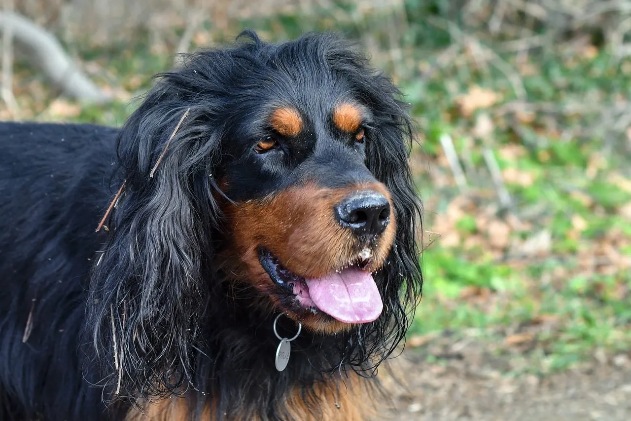 Majestic Gordon Setter: A Captivating Canine Portrait