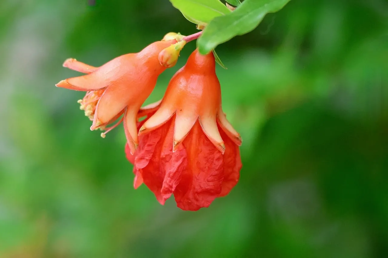 Vibrant Pomegranate Bloom: Nature's Fiery Jewel