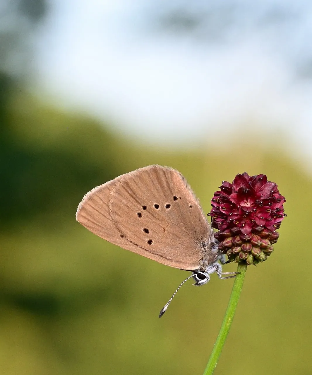Stunning Macro: Butterfly's Delicate Dance on Blossom