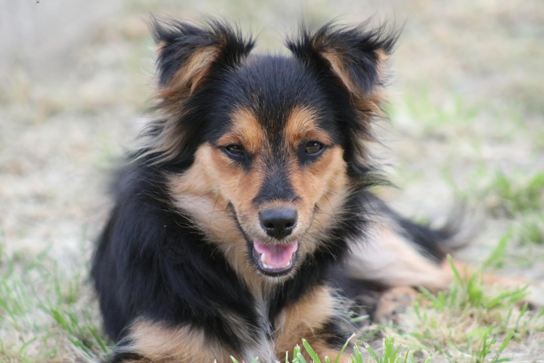 Adorable Fluffy Dog: A Picture of Serene Canine Charm