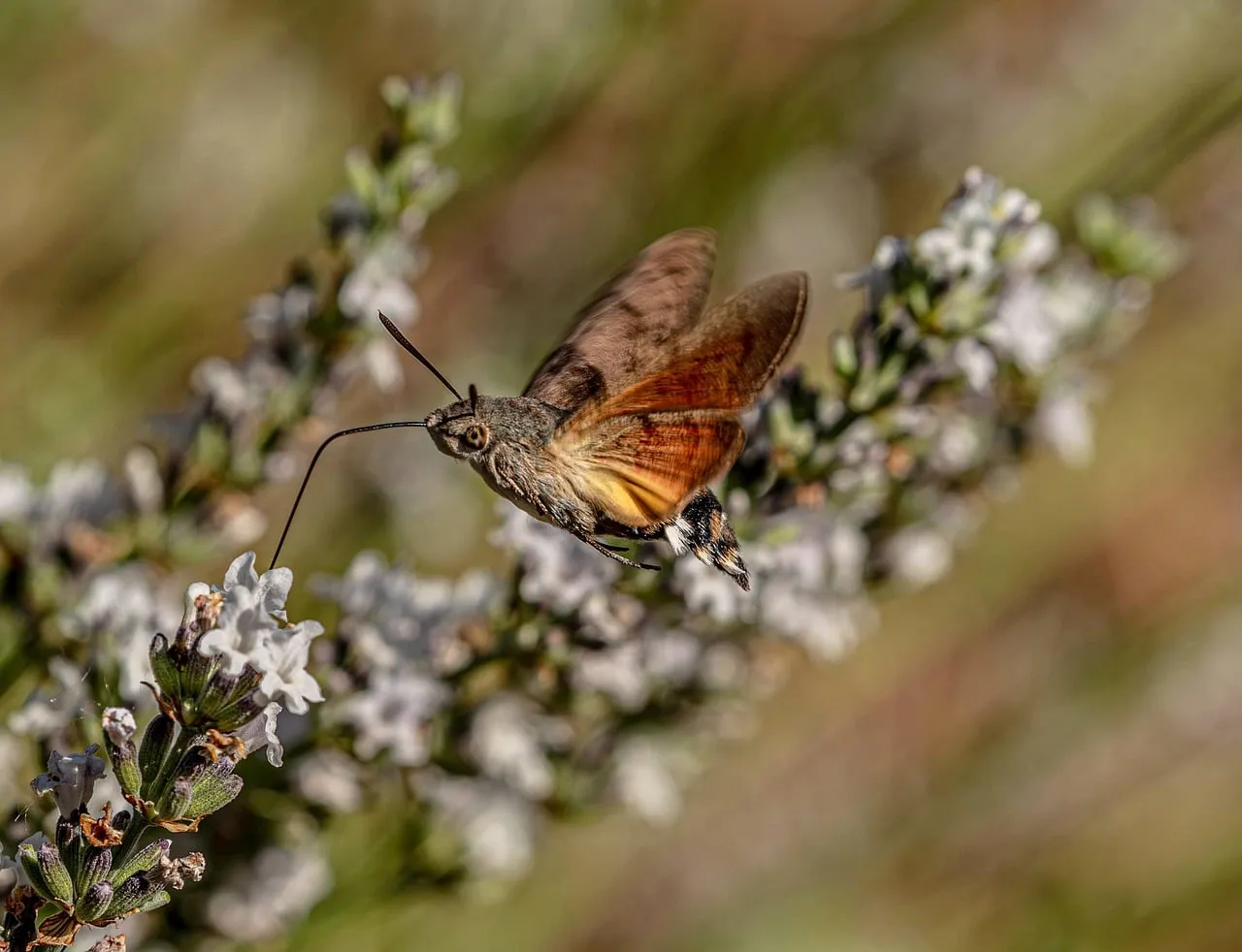 Hummingbird Hawk-Moth: Nectar Seeker on Lavender