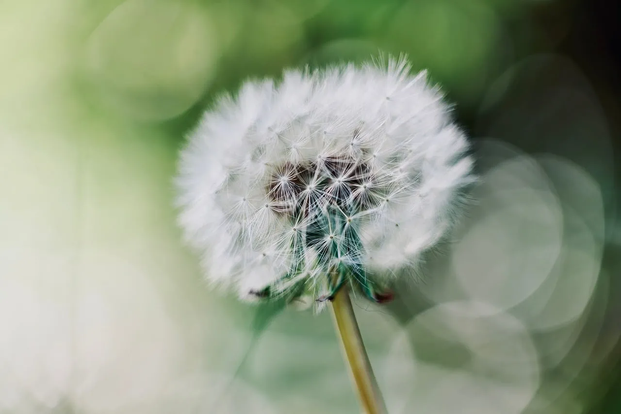Stunning Dandelion Close-up: Fluffy Nature's Beauty