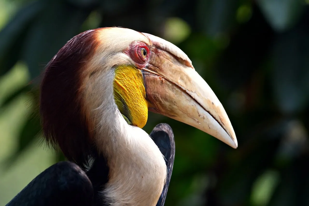 Exotic Beauty: Wreathed Hornbill in Lush Jungle