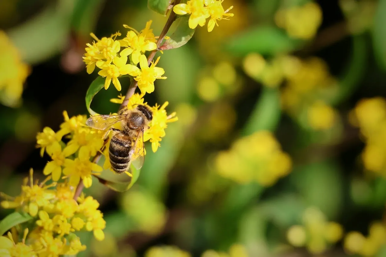 Vibrant Yellow Blossom with Busy Bumblebee Pollination
