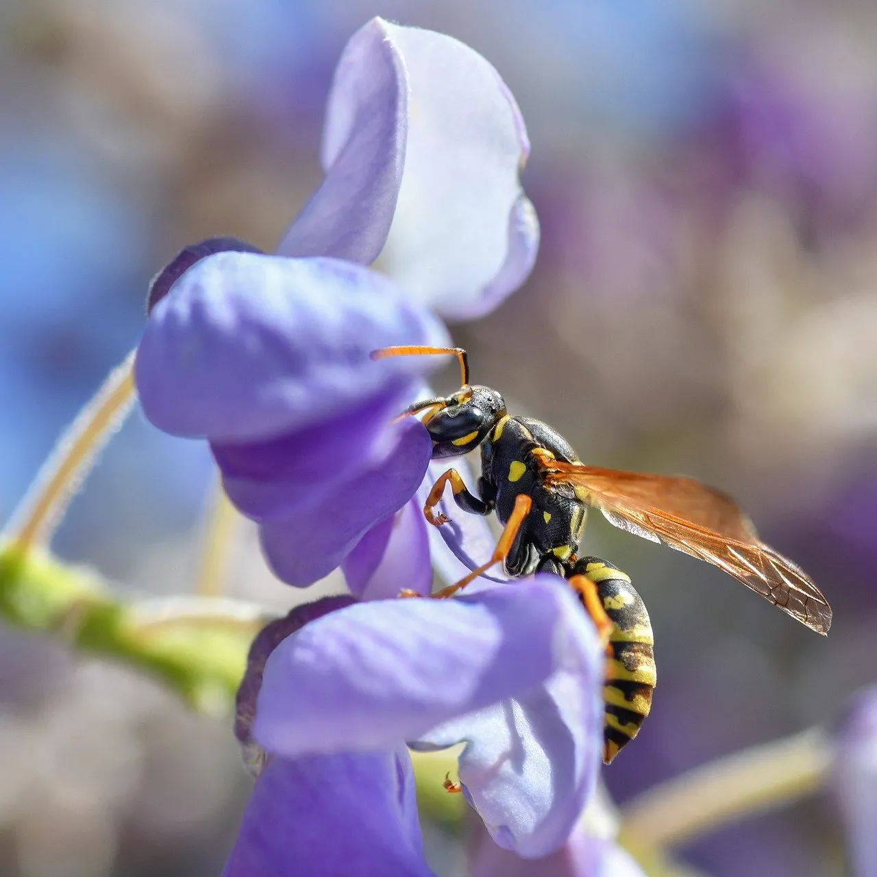 Vibrant Macro: Wasp Pollinating Blooming Wisteria in Natural Light