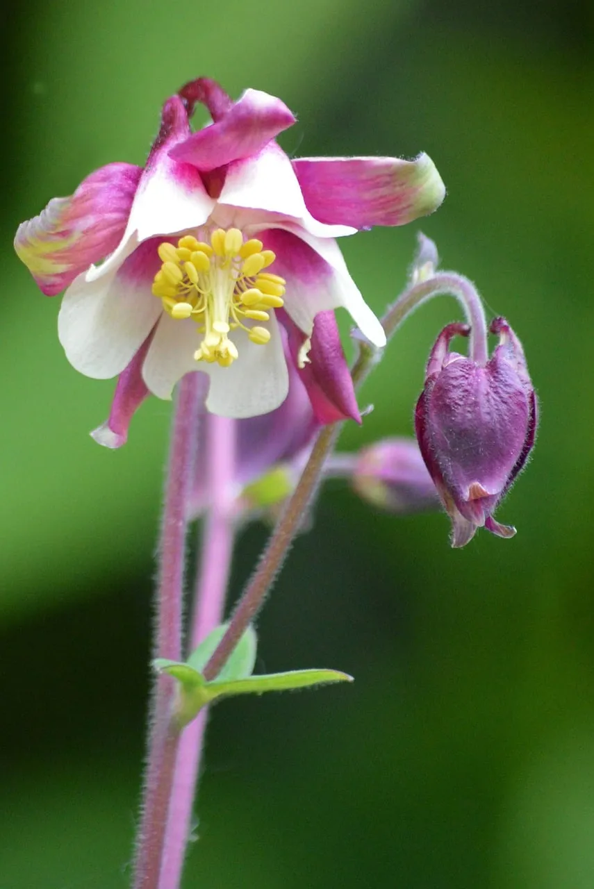 Vibrant Pink Columbine: Macro Beauty in Sunlight