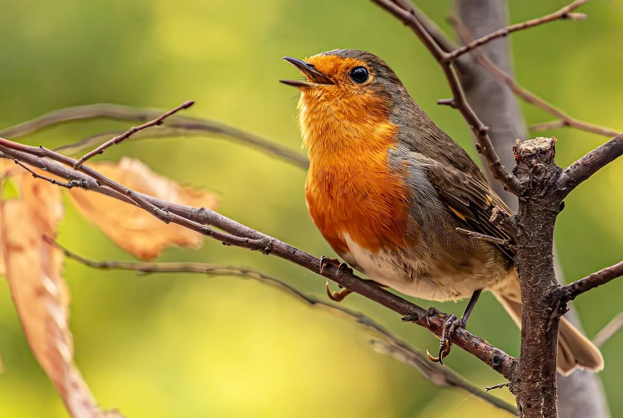 Vibrant European Robin Singing on Branch in Nature
