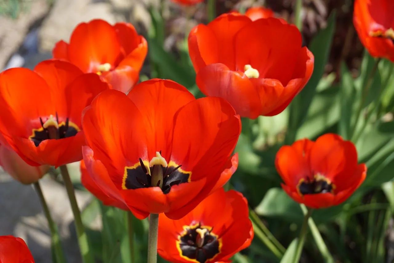 Vibrant Red Tulips: Spring's Blooming Spectacle