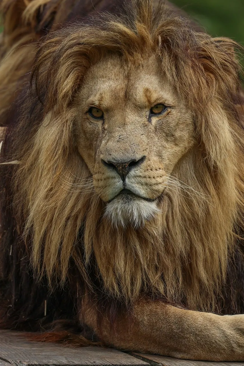 Majestic African Lion: King of the Savanna