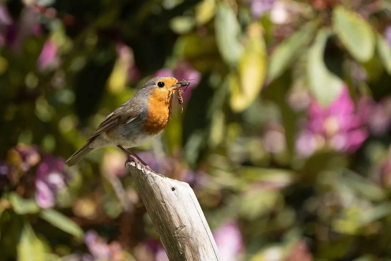 Vibrant Robin's Catch: Nature's Intricate Beauty Unveiled