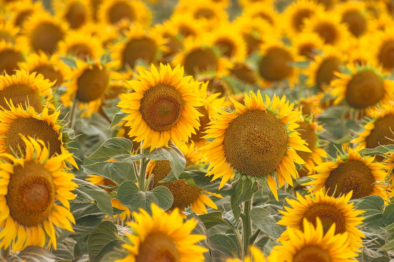 Vibrant Sunflower Field: A Golden Summer Vista
