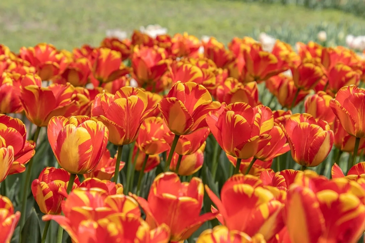 Vibrant Red and Yellow Tulip Field in Full Spring Bloom