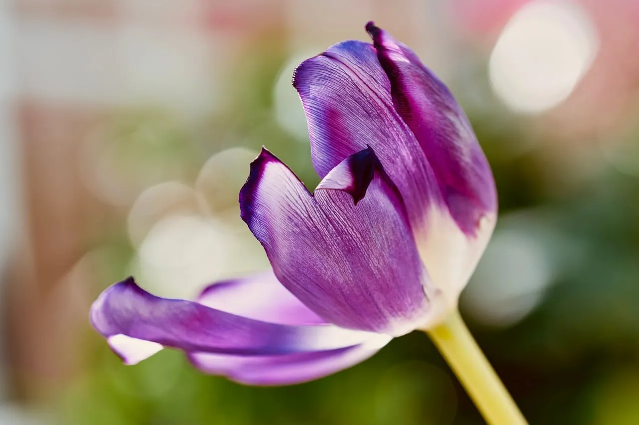 Vibrant Purple Tulip: Delicate Petals in Soft Focus