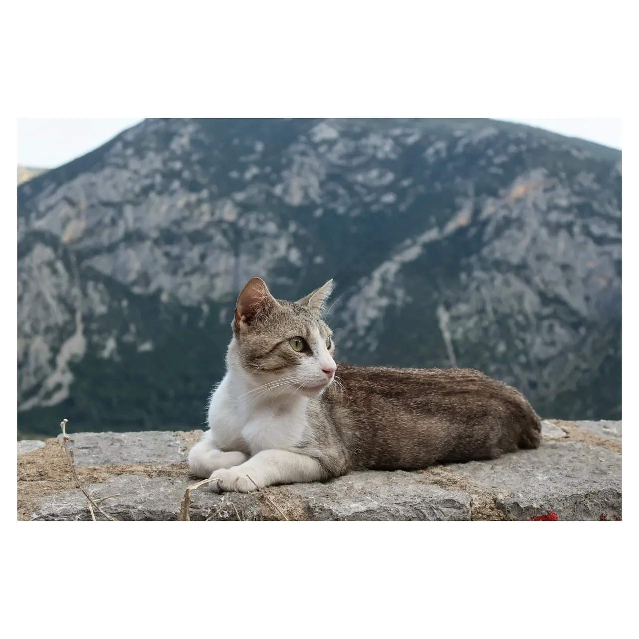 Serene Mountain Cat: A Peaceful Outdoor Gaze
