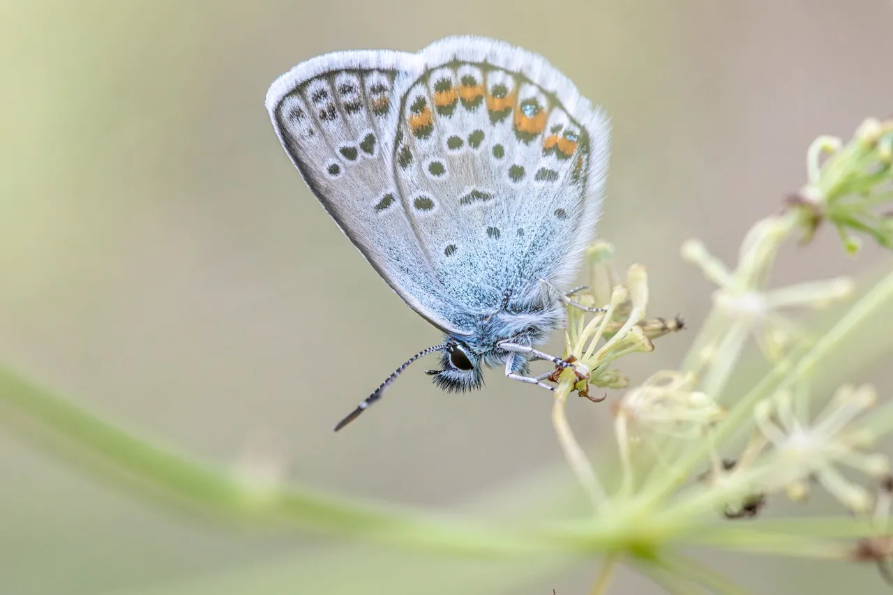Enchanting Silver-Studded Blue Butterfly: Nature's Delicate Dance