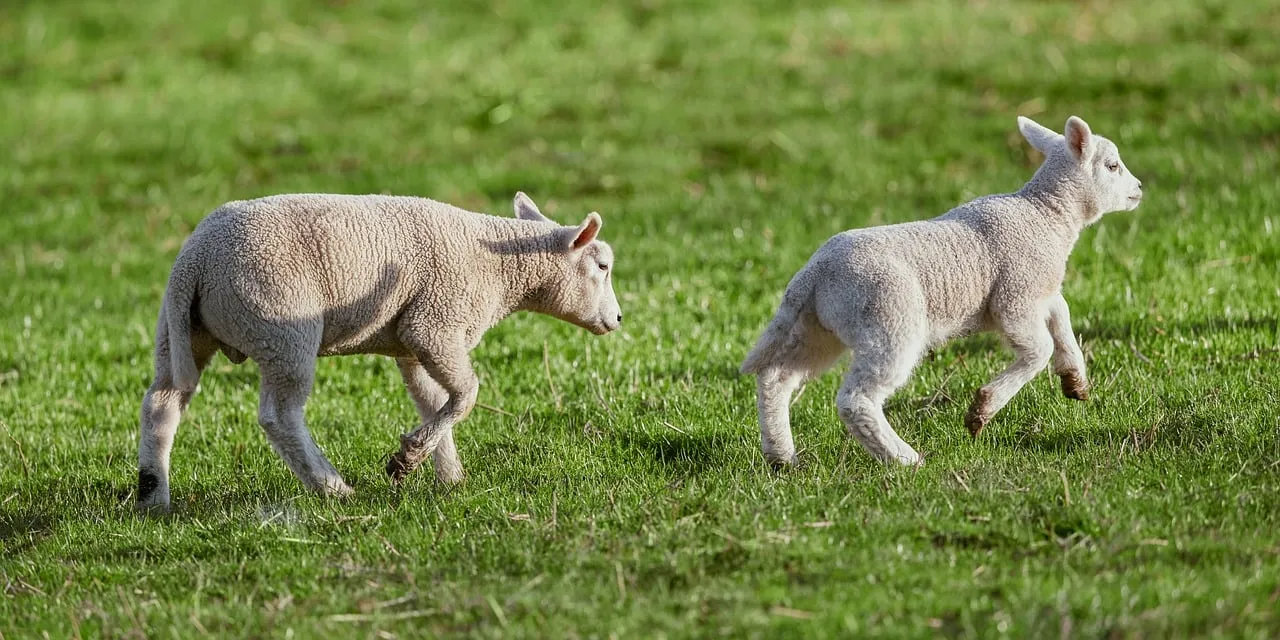 Charming Spring Lambs Romping in Lush Green Meadow